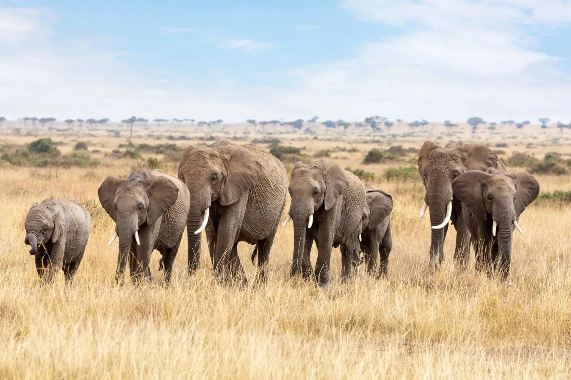 Elephant herd crossing open savannah