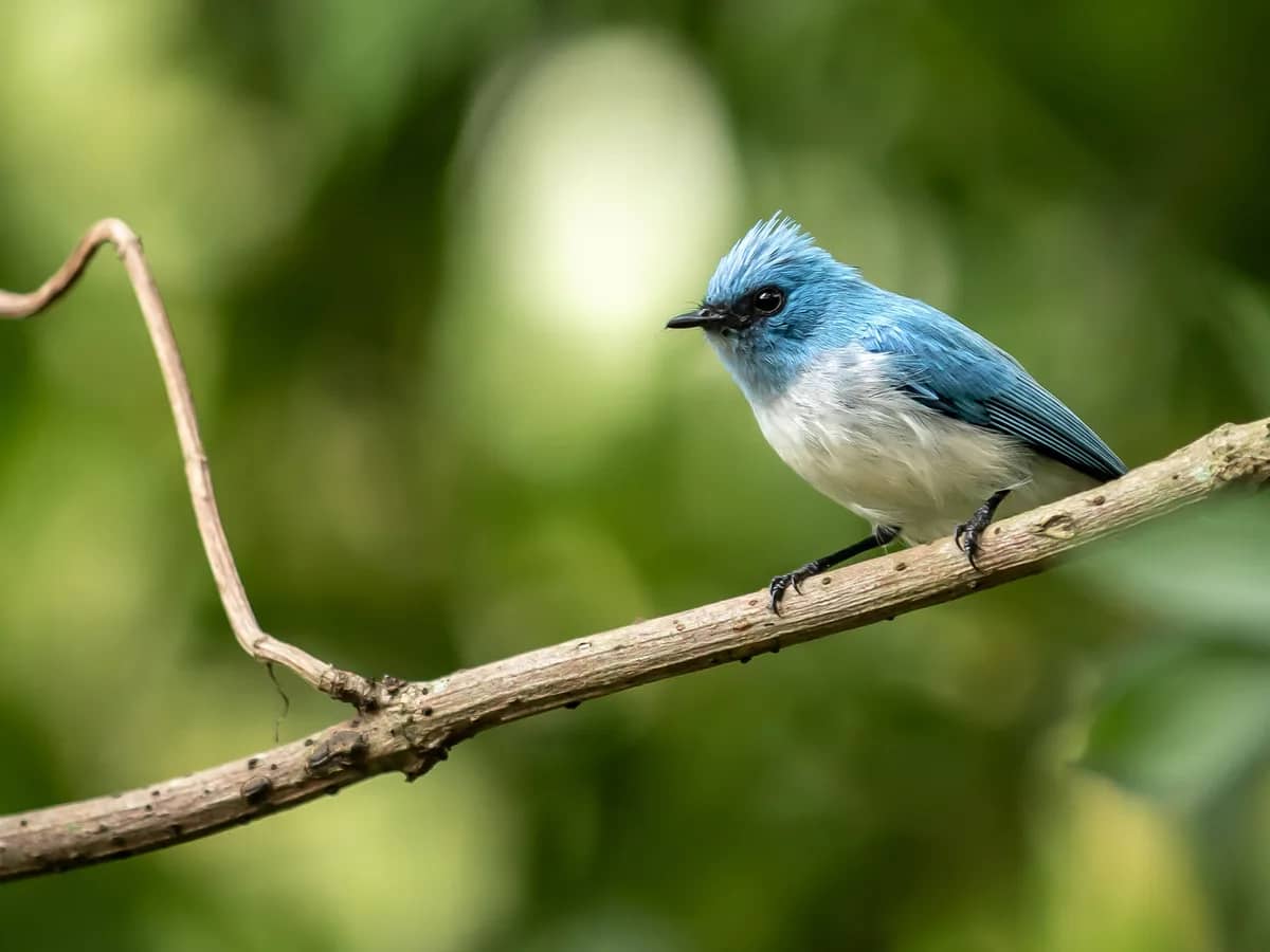 Bird blue flycatcher forest