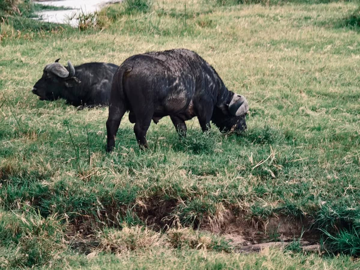 Buffalo seen during an East African safari