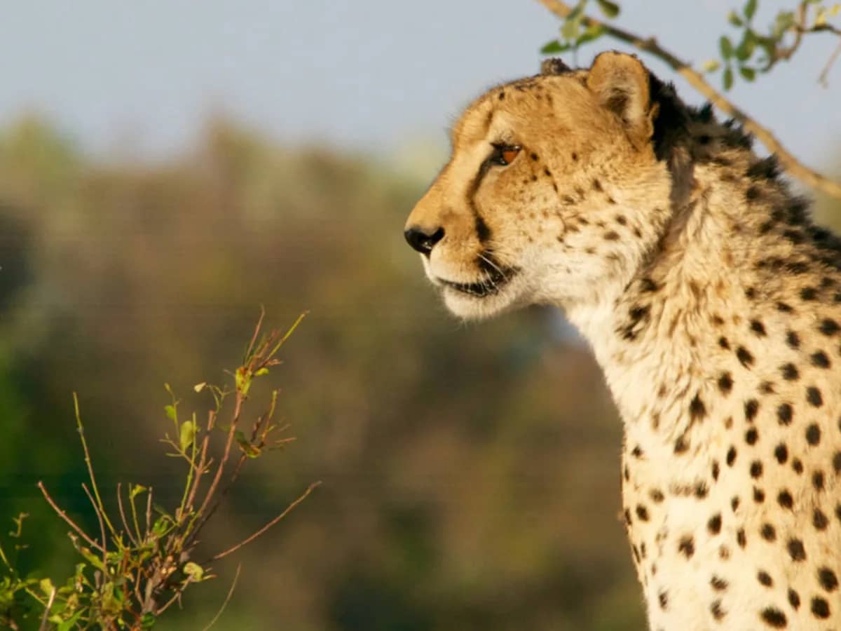 Cheetah seen during an East African safari