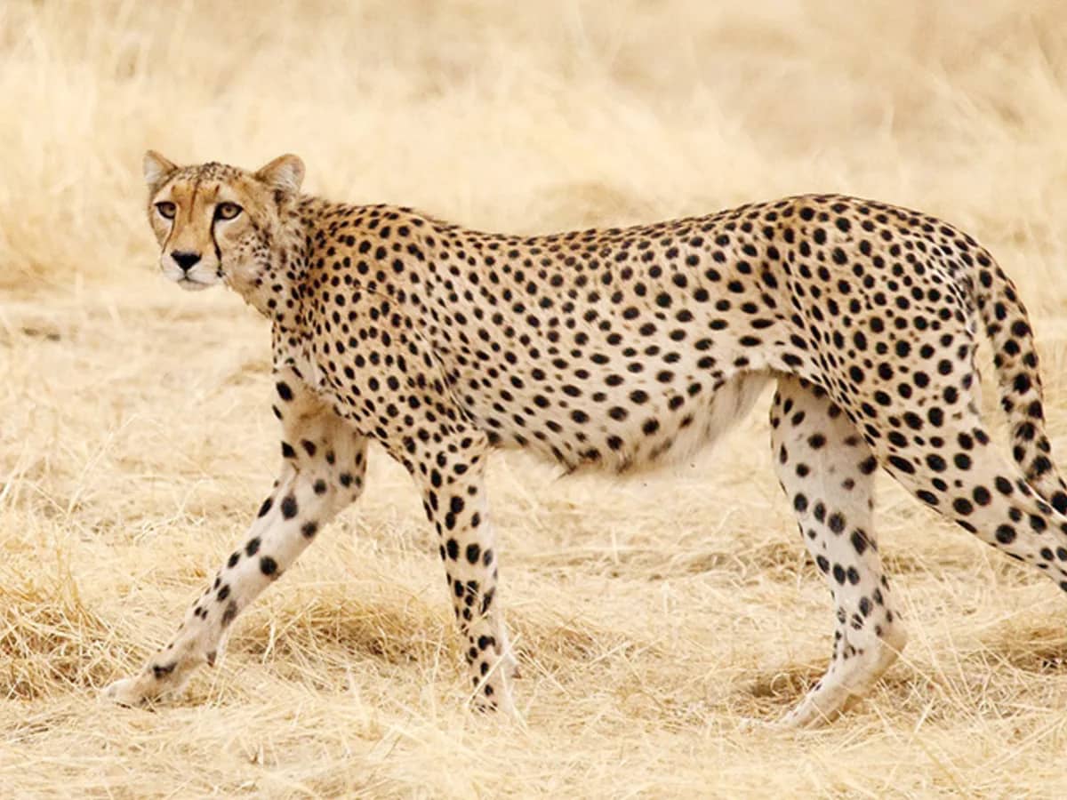 Cheetah savannah