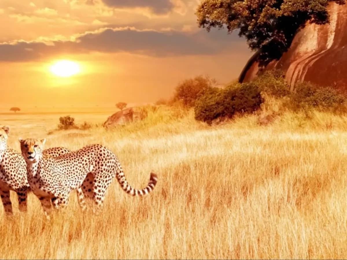 Cheetah sunset seen during an East African safari