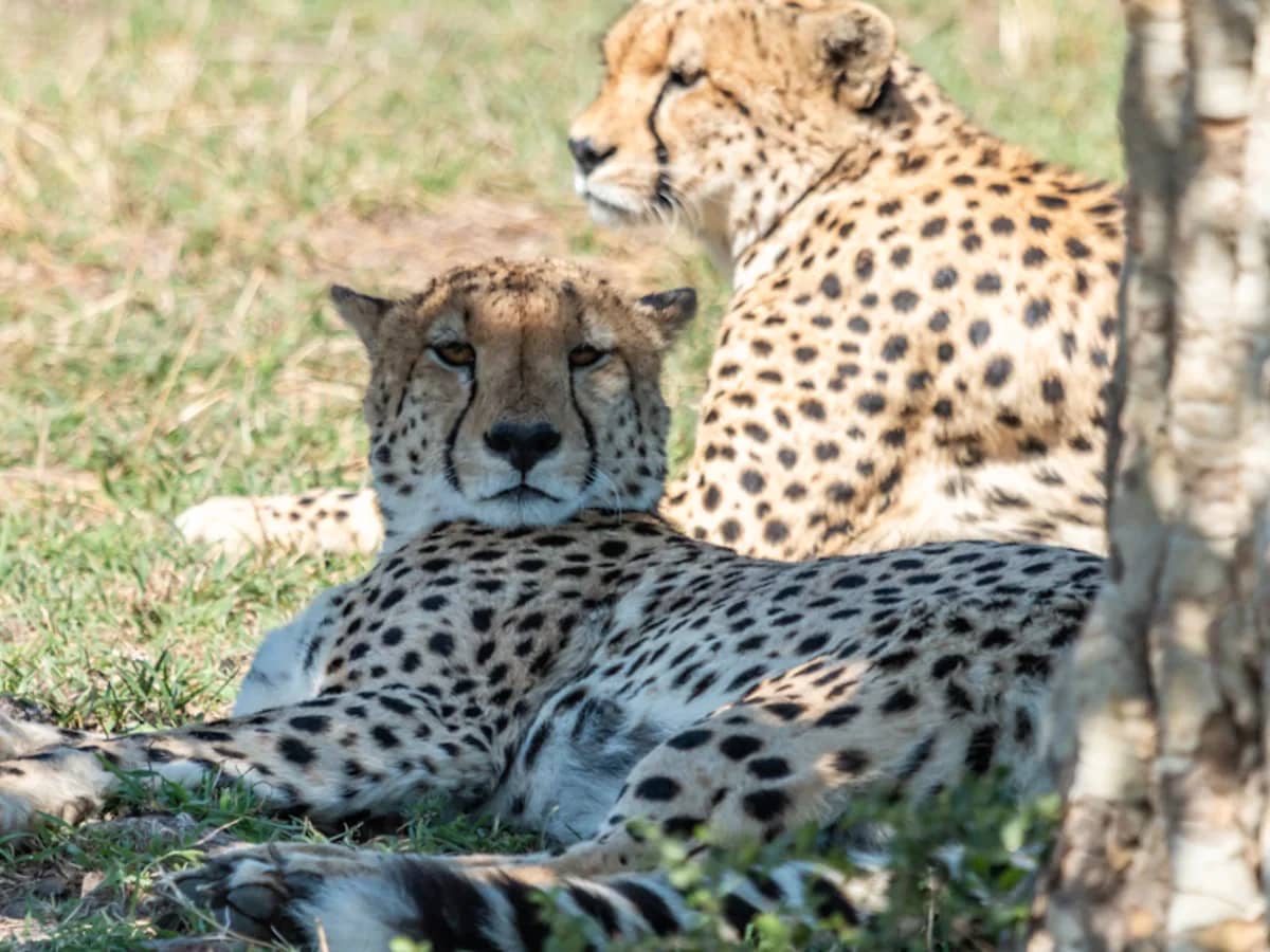 Cheetah tree seen during an East African safari