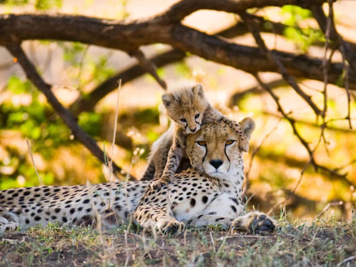 Cheetah tree seen during an East African safari