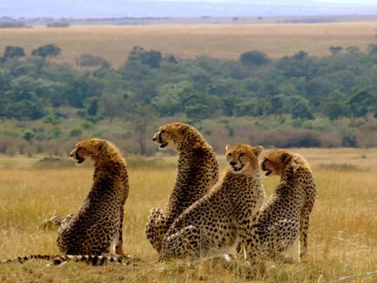Cheetah trio seen during an East African safari