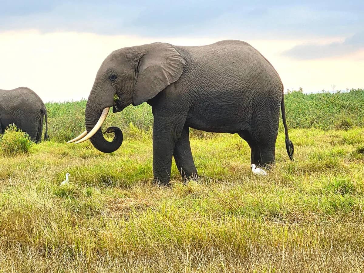 Elephant seen during an East African safari