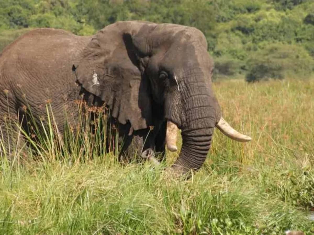 Elephant seen during an East African safari