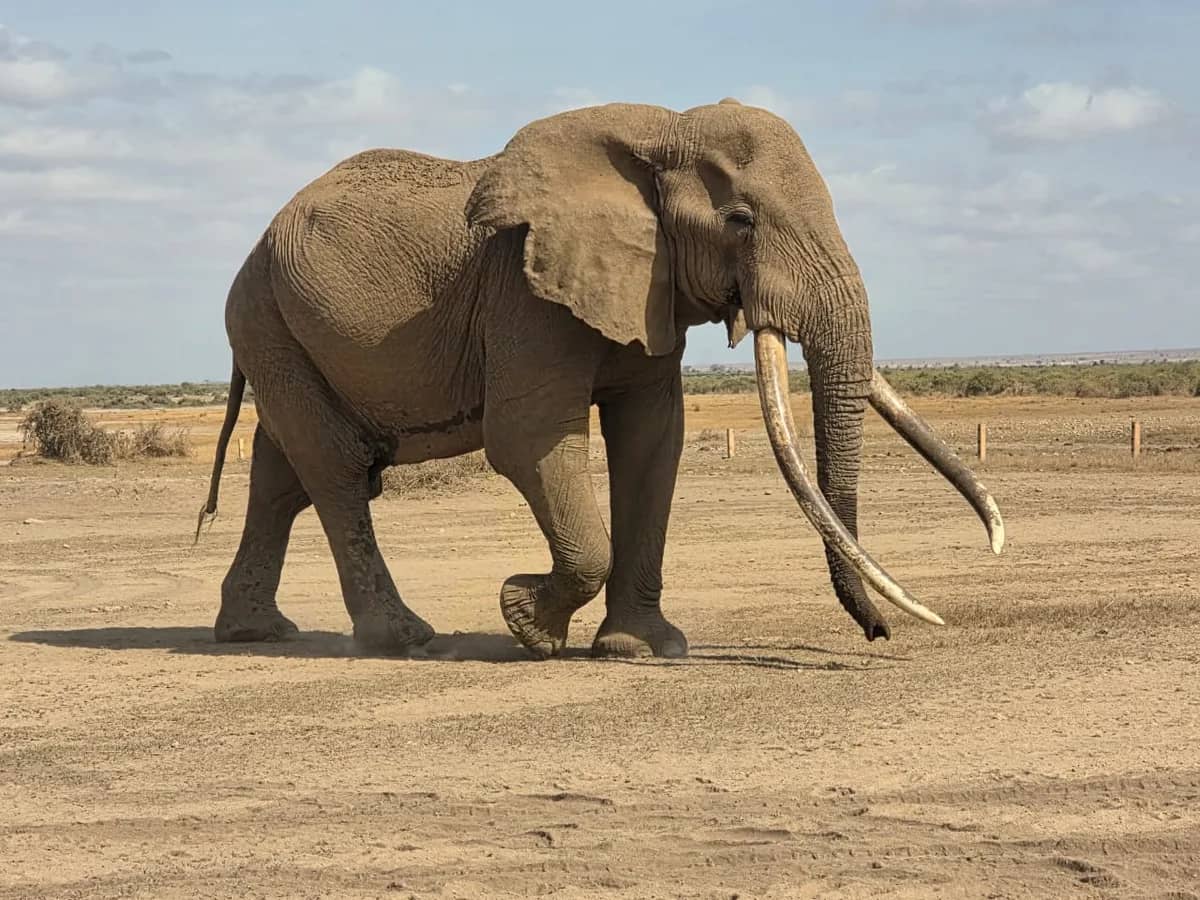 Elephant bull seen during an East African safari