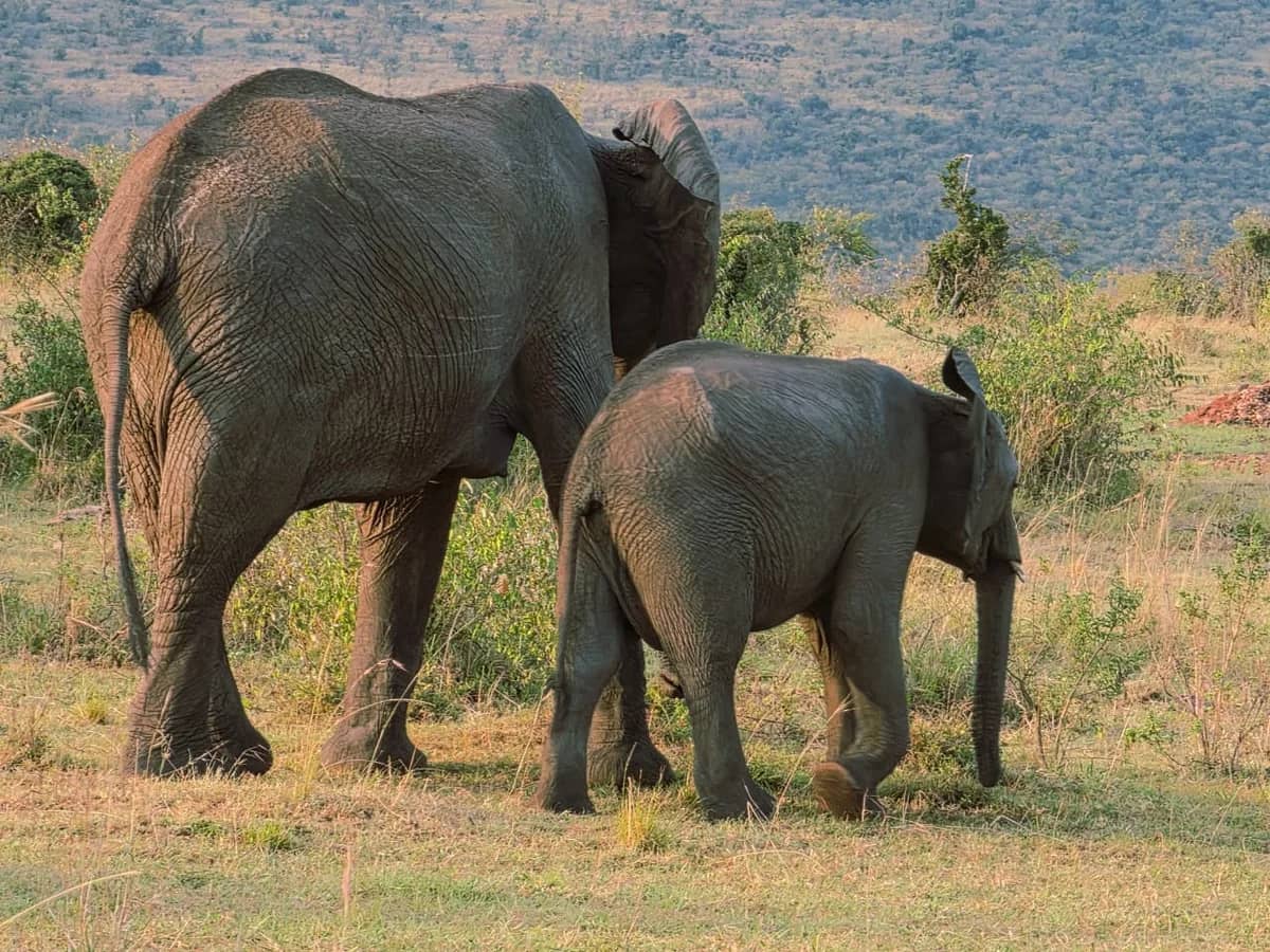 Elephant calf seen during an East African safari