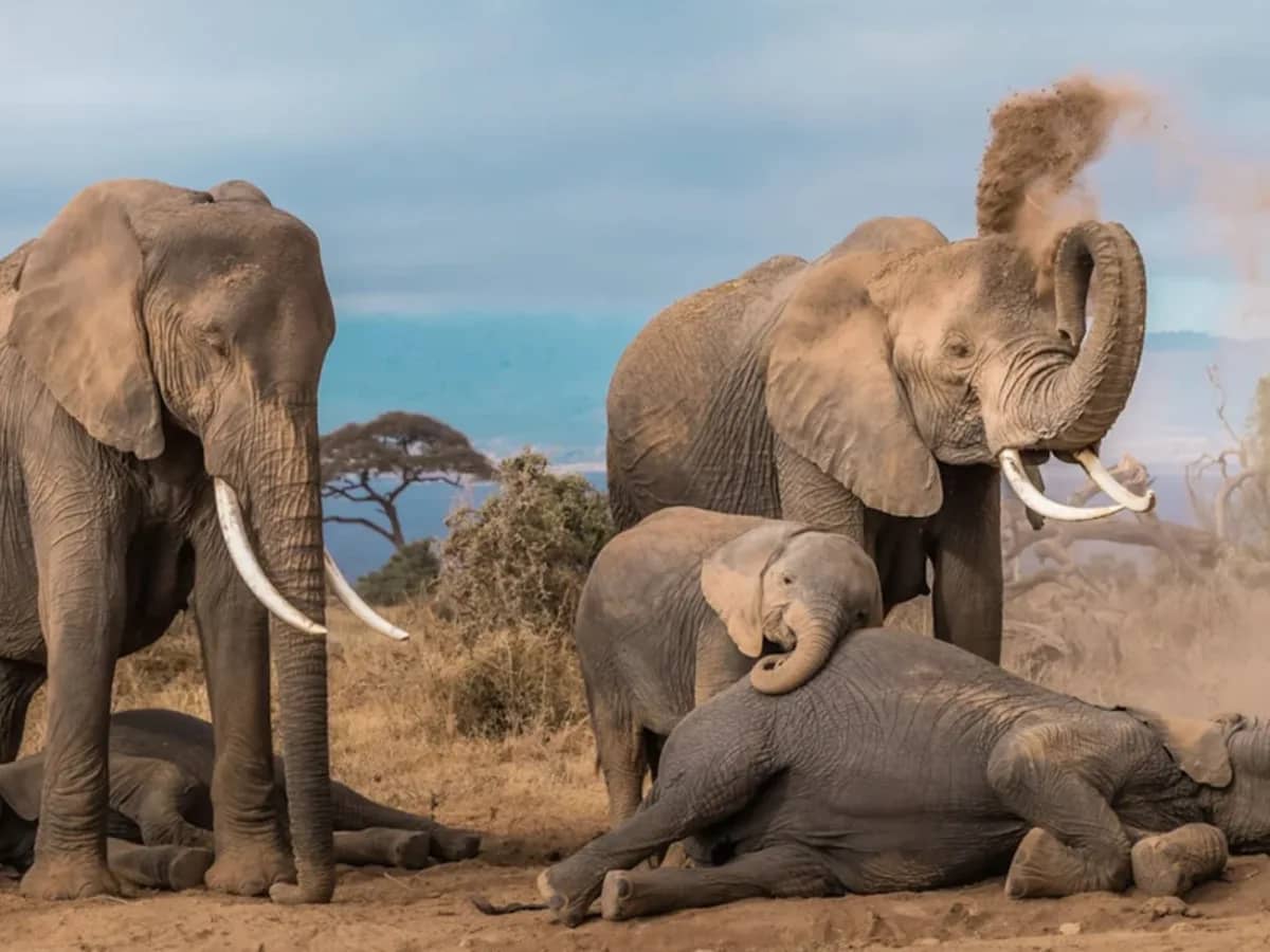 Elephant dust bath