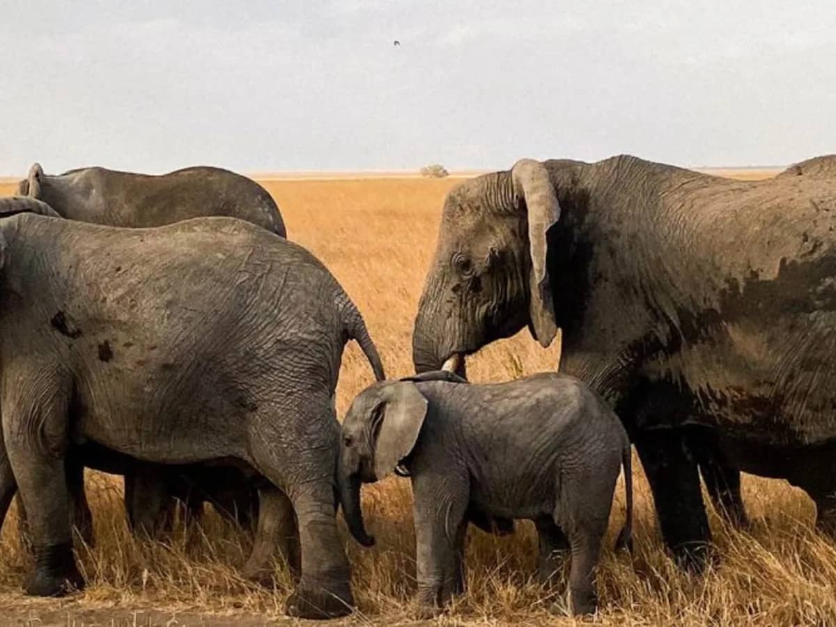 Elephant family savannah