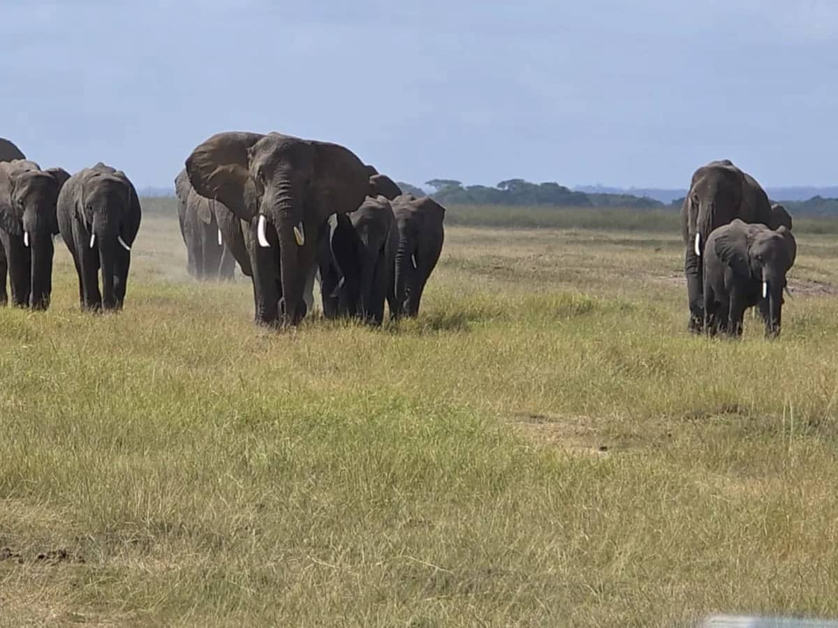 Elephant herd seen during an East African safari