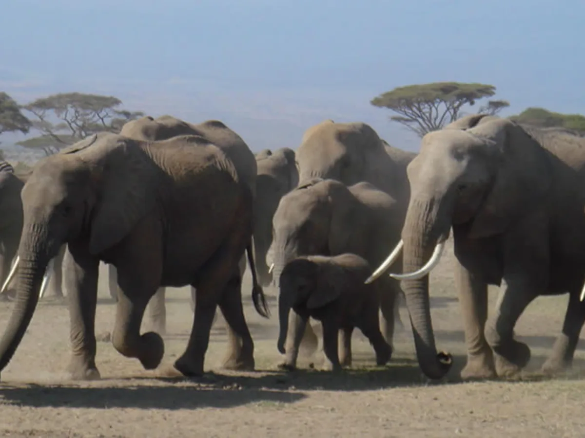 Elephant herd seen during an East African safari