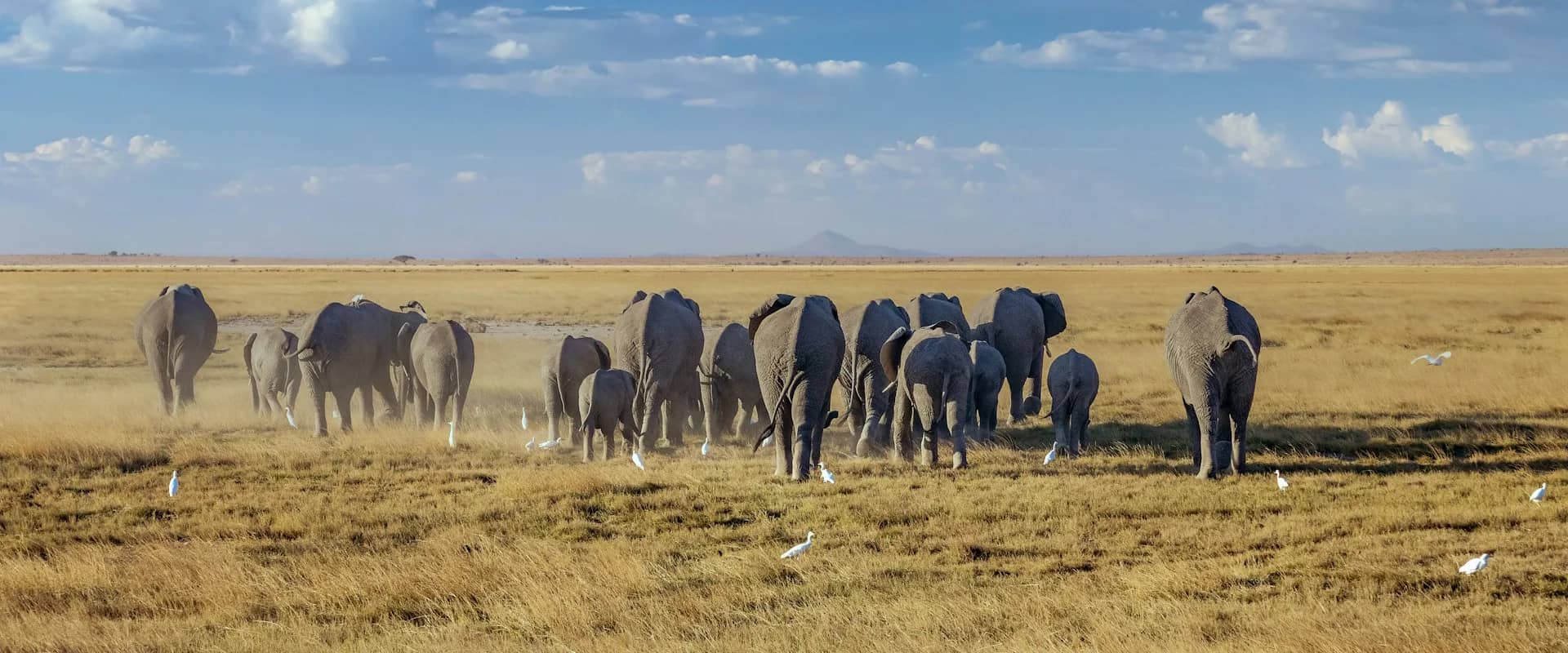 Elephant herd dust