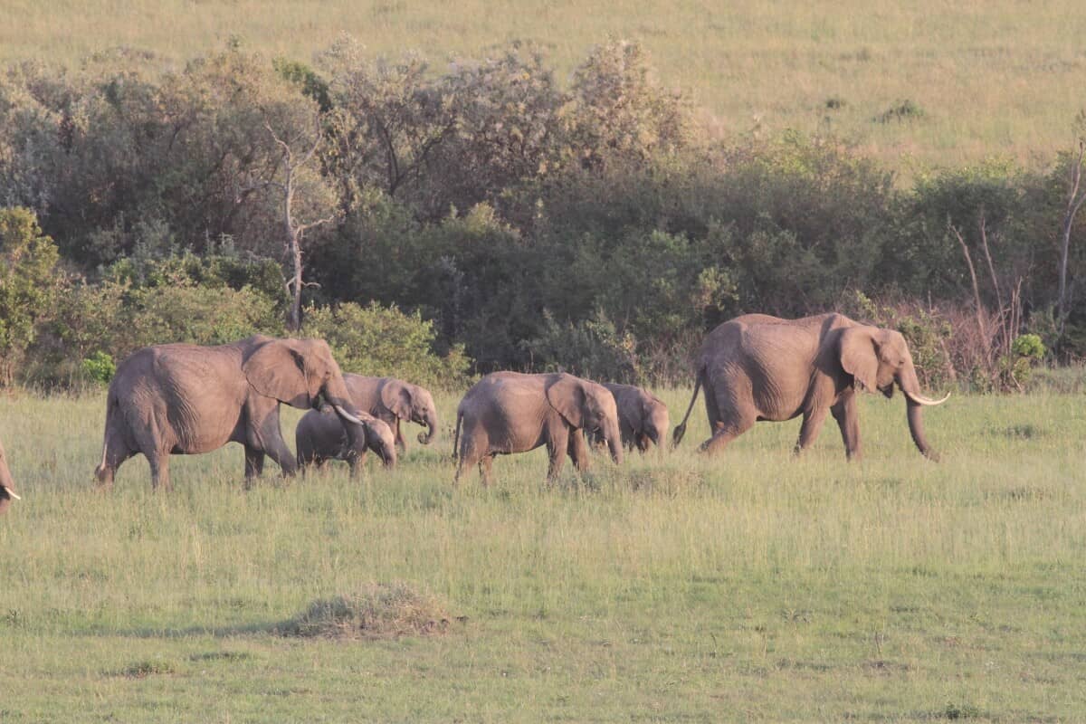 An elephant herd with calves crossing golden grassland in evening light