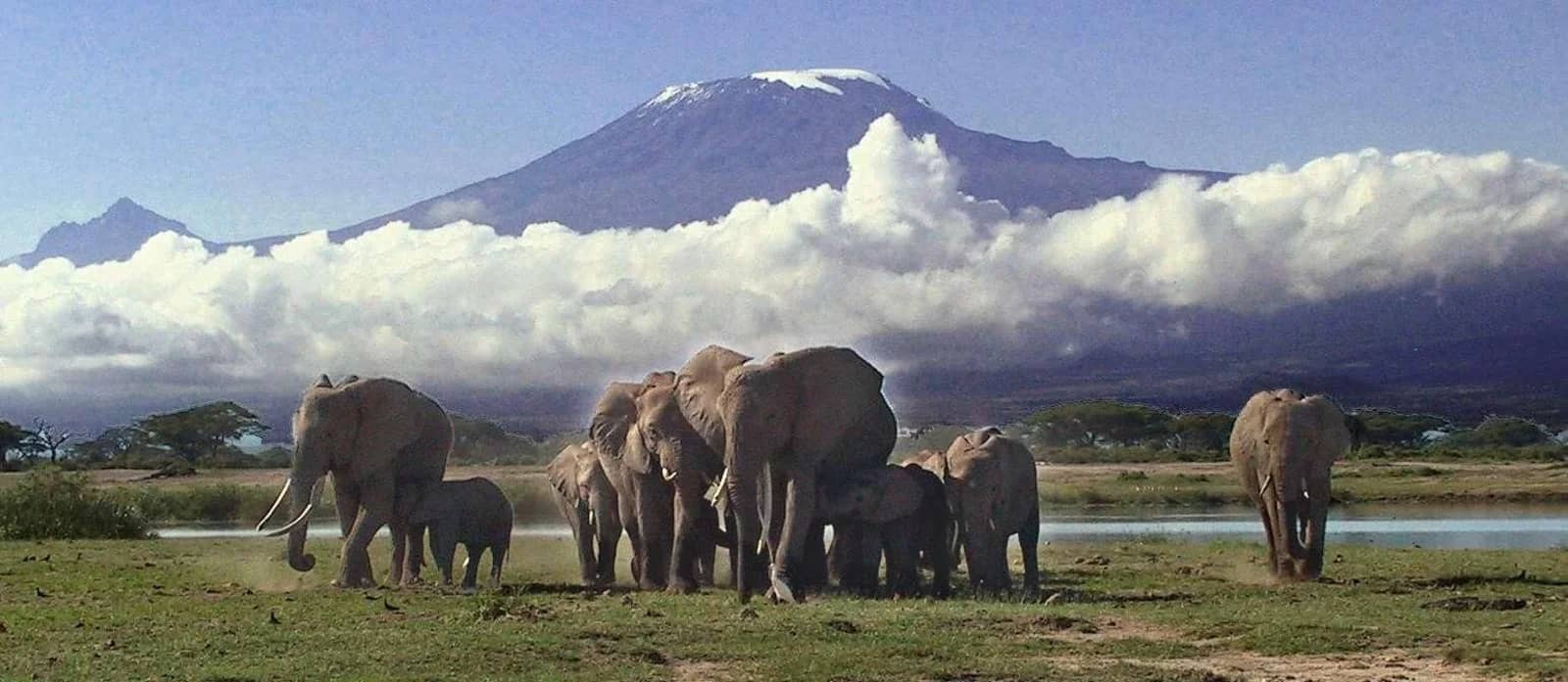 Elephant kilimanjaro amboseli