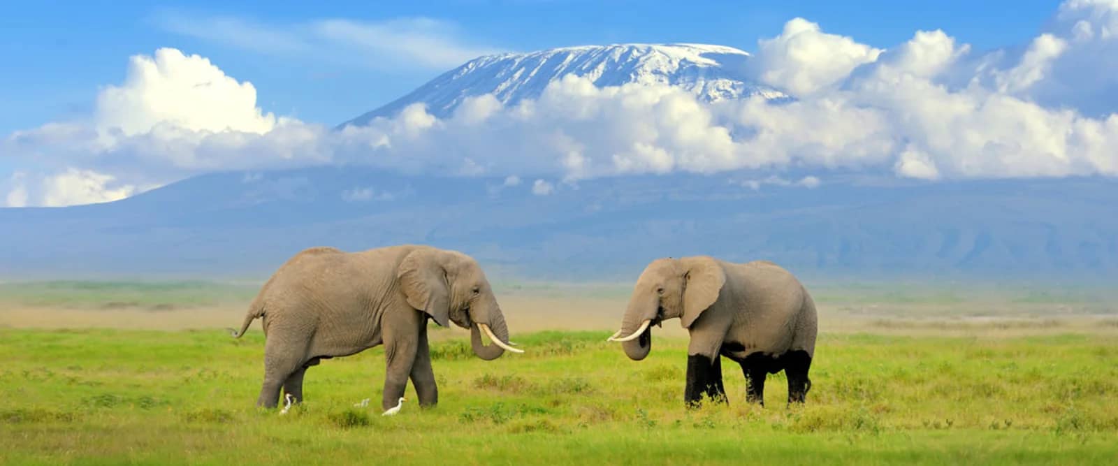 Elephant kilimanjaro amboseli