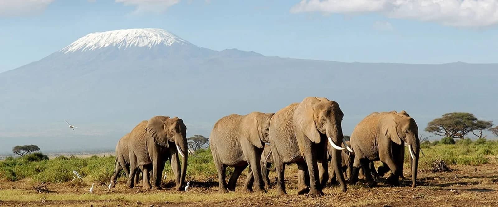 Elephant kilimanjaro amboseli