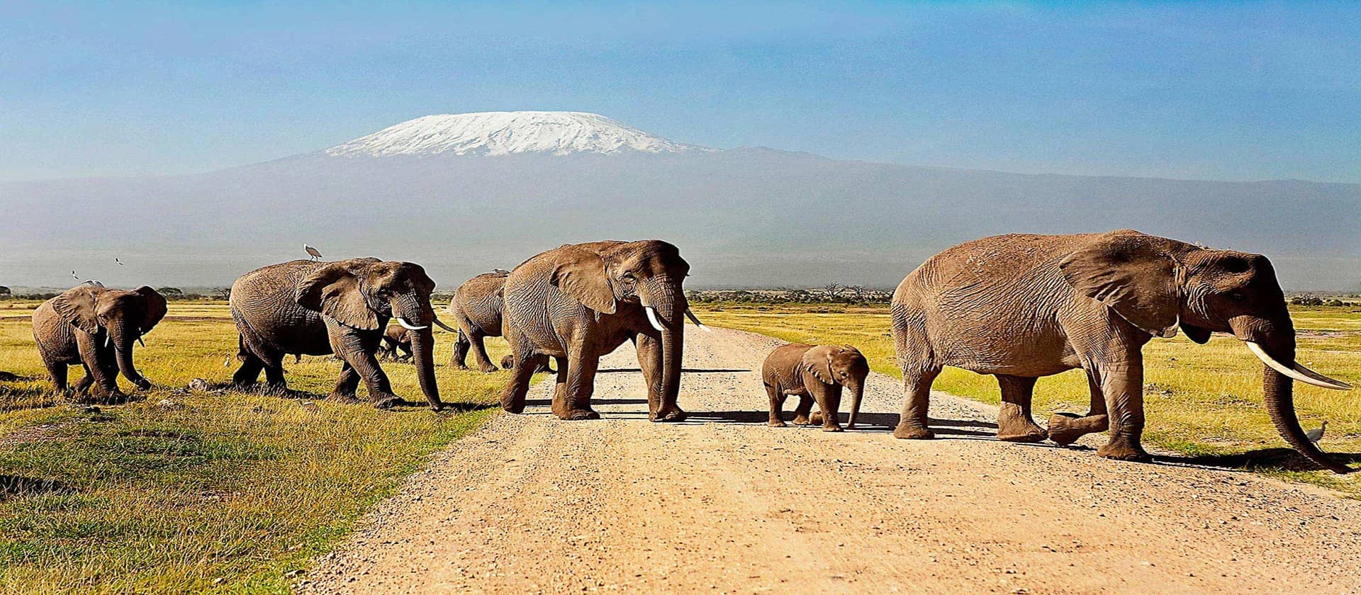 Elephant kilimanjaro road