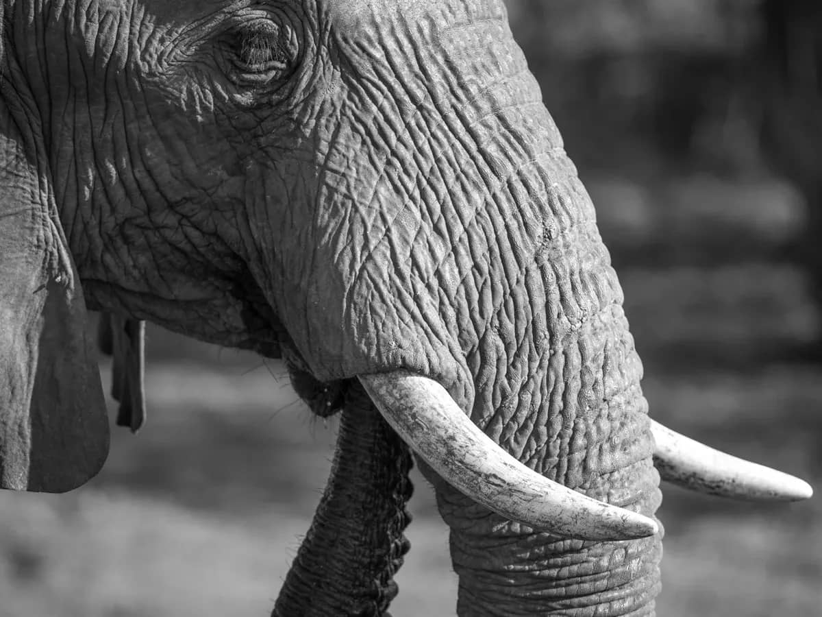 Elephant monochrome