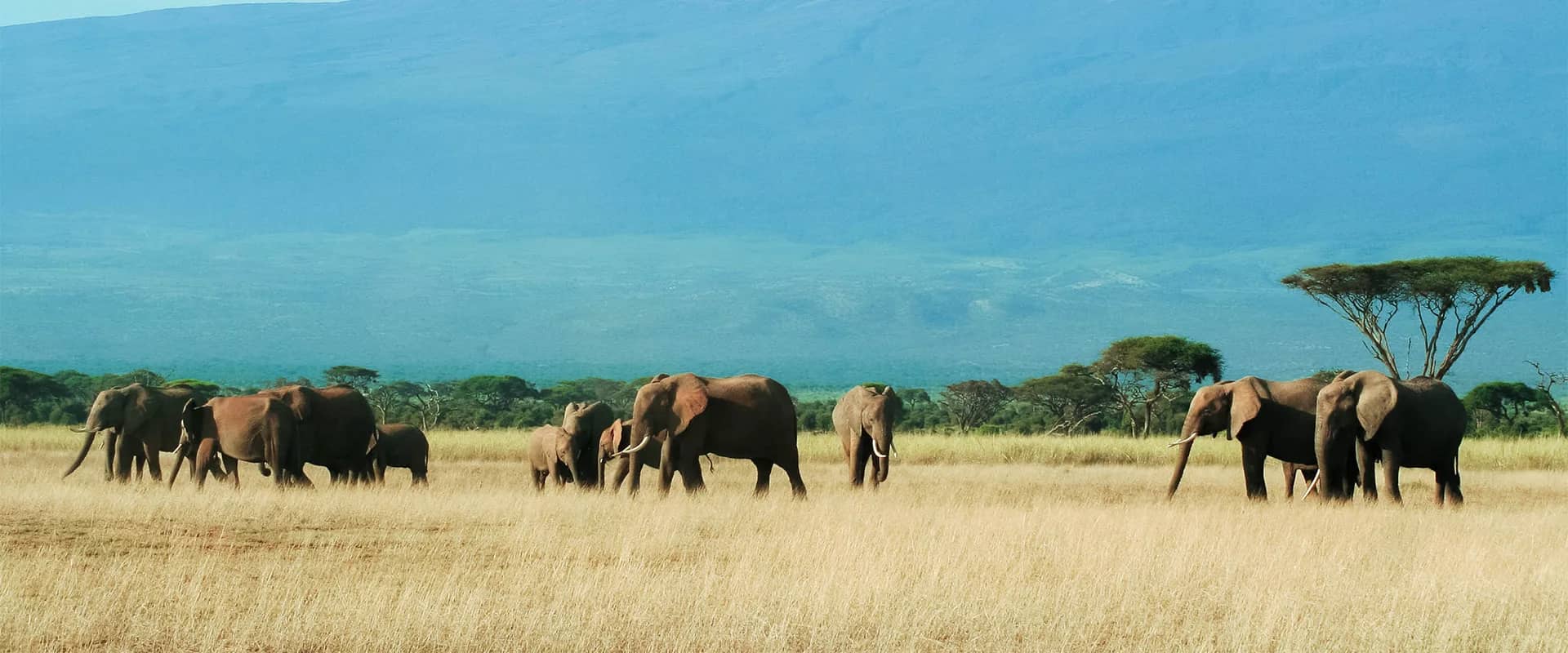 Elephant plains amboseli