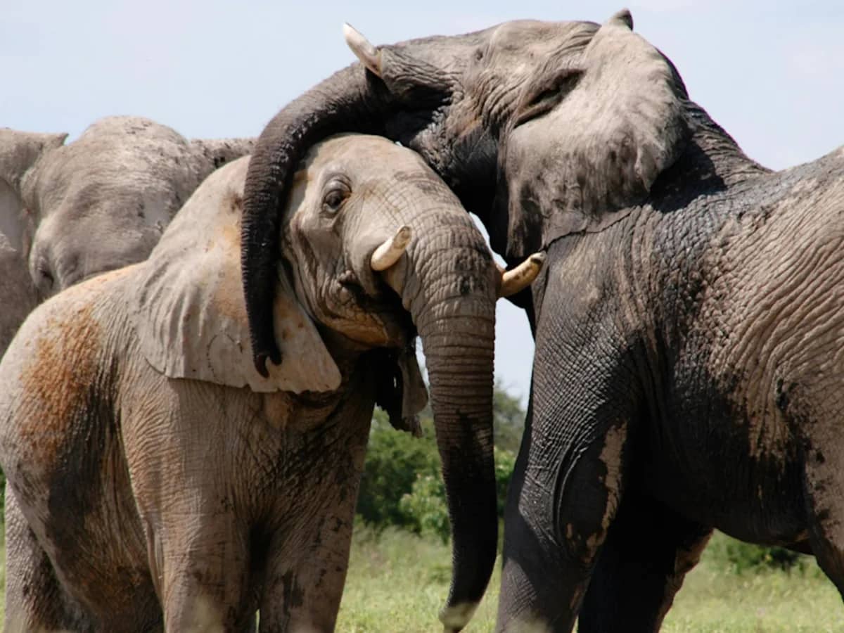 Elephant play seen during an East African safari