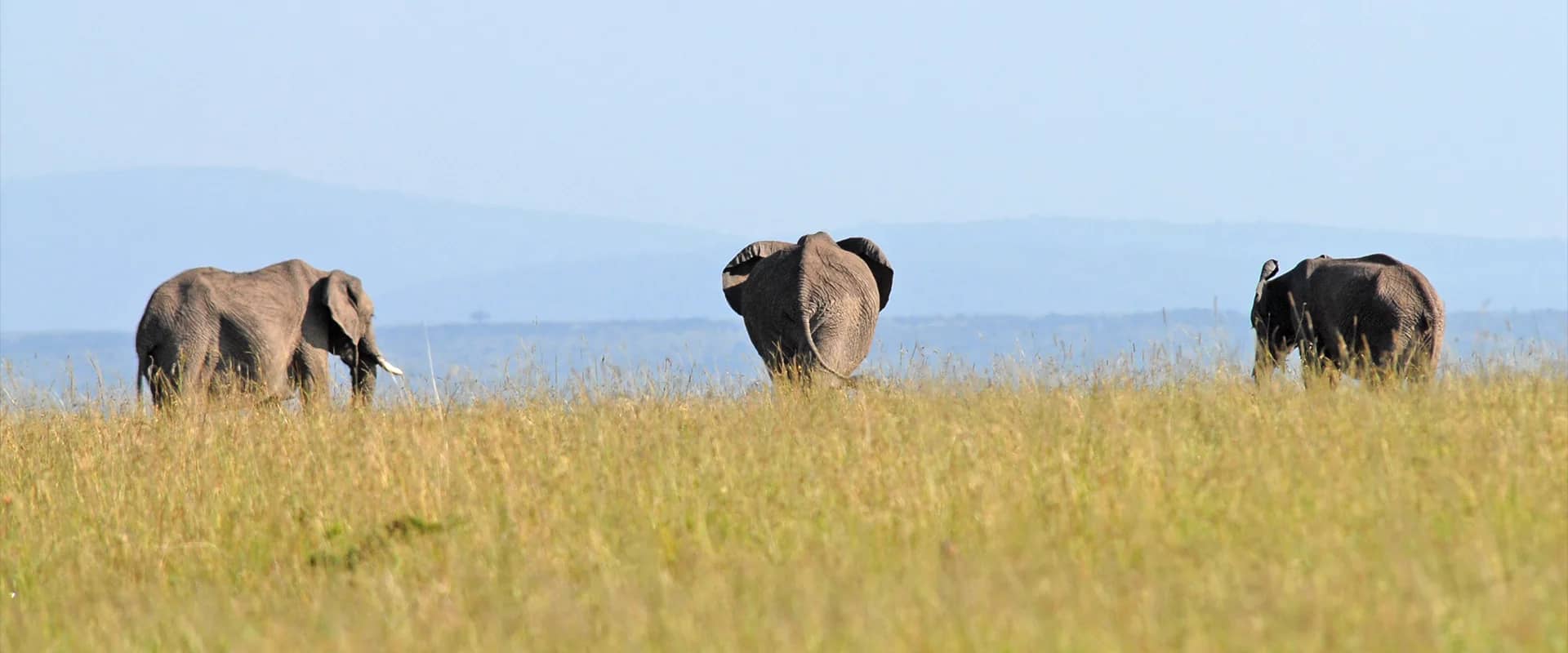Elephant savannah