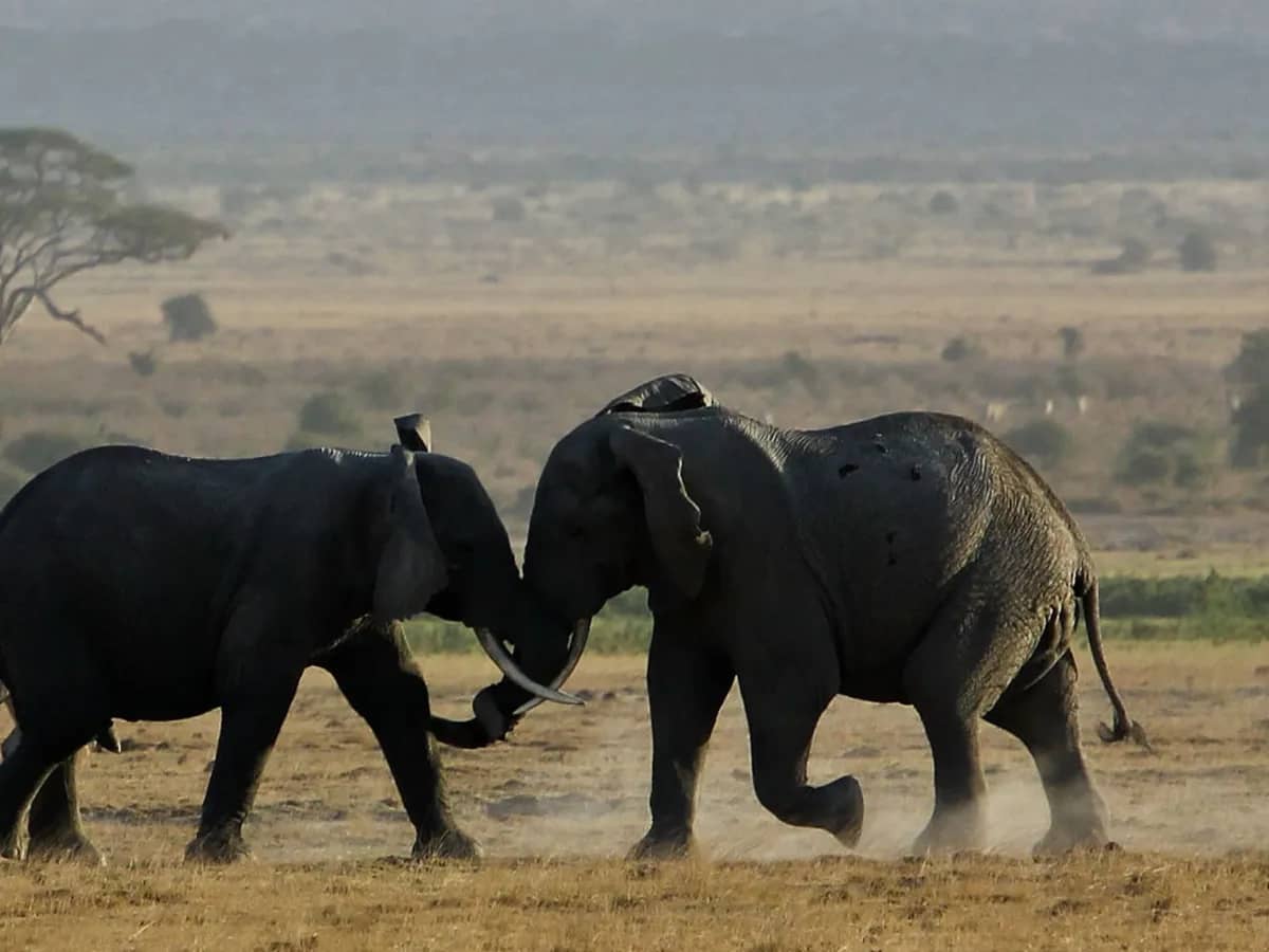 Elephant sparring