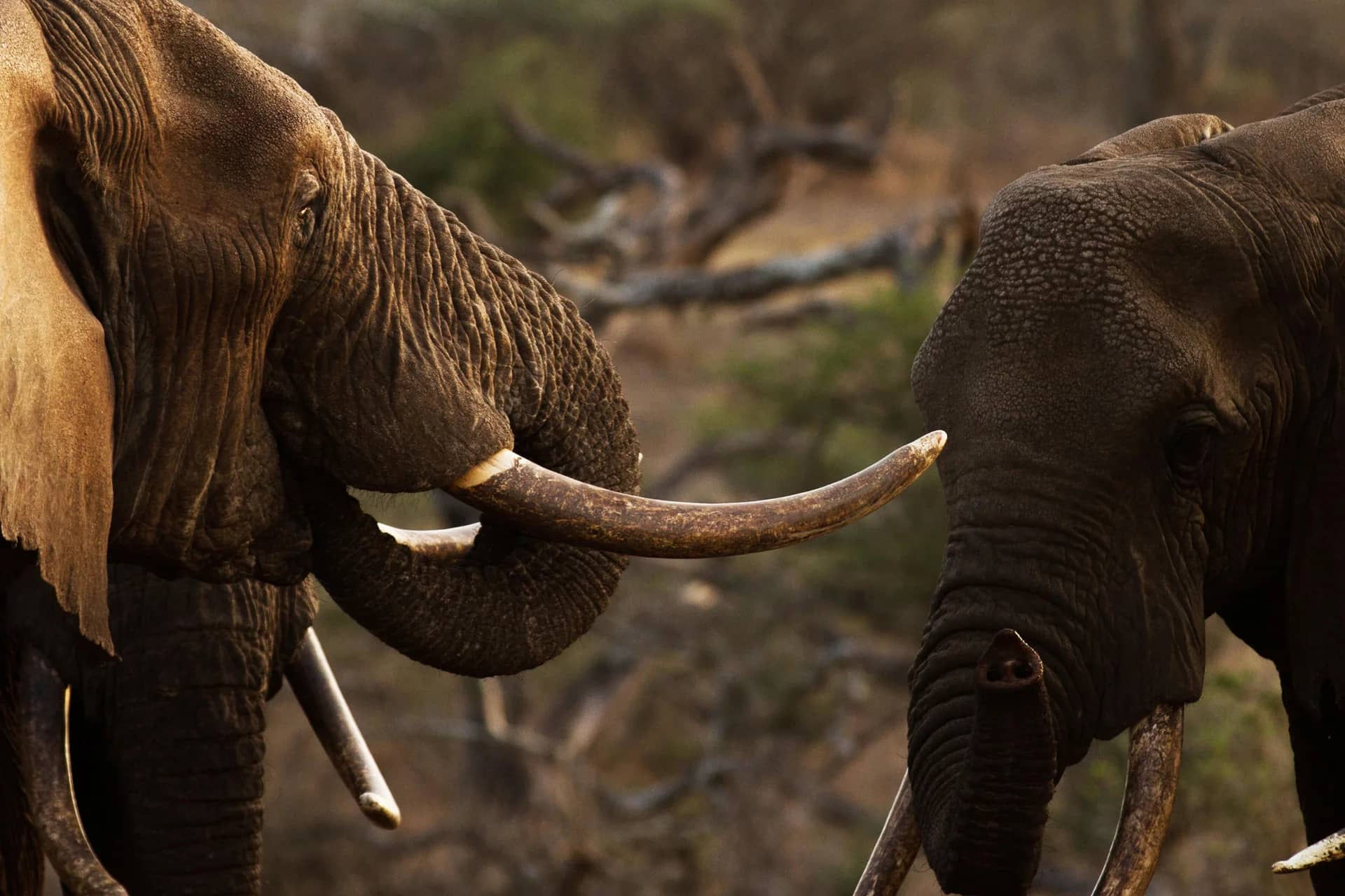 Elephant tusks seen during an East African safari
