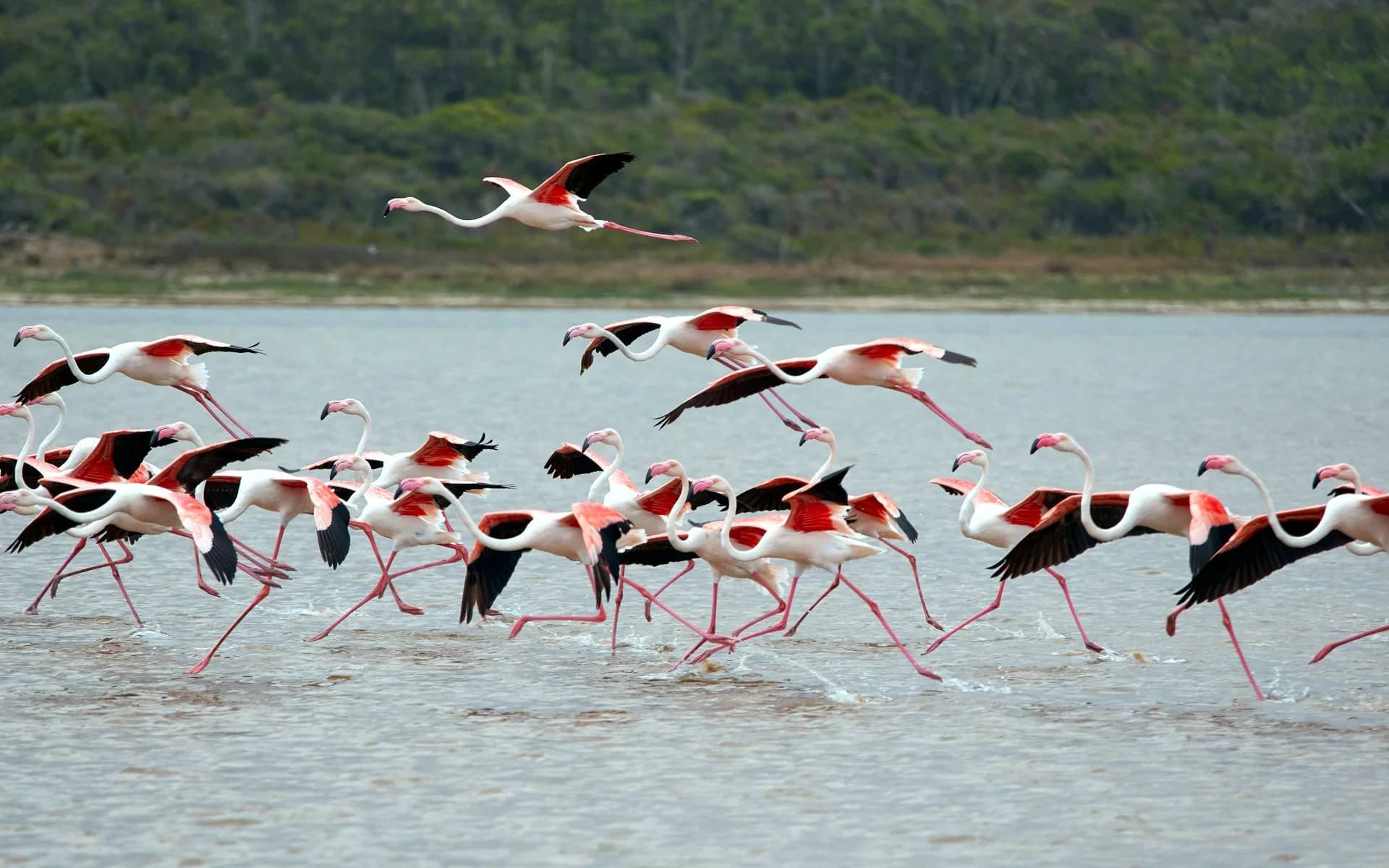 Flamingo flight lake