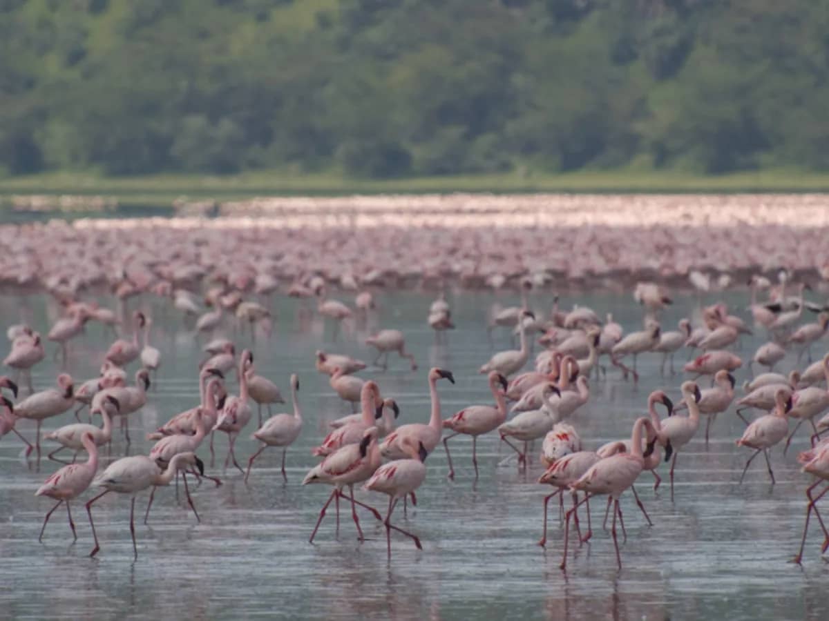 Flamingo lake seen during an East African safari