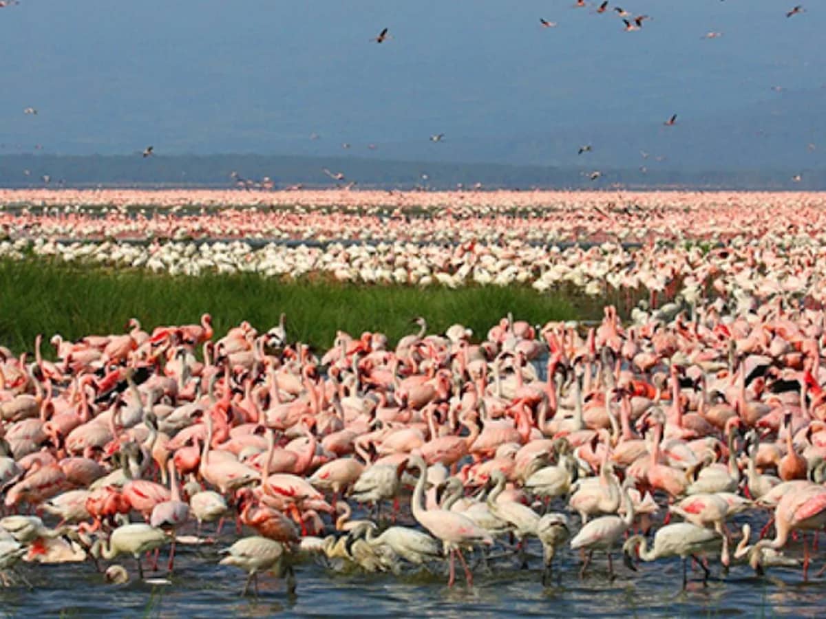 Flamingo lake seen during an East African safari