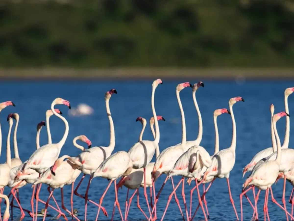 Flamingo lake seen during an East African safari