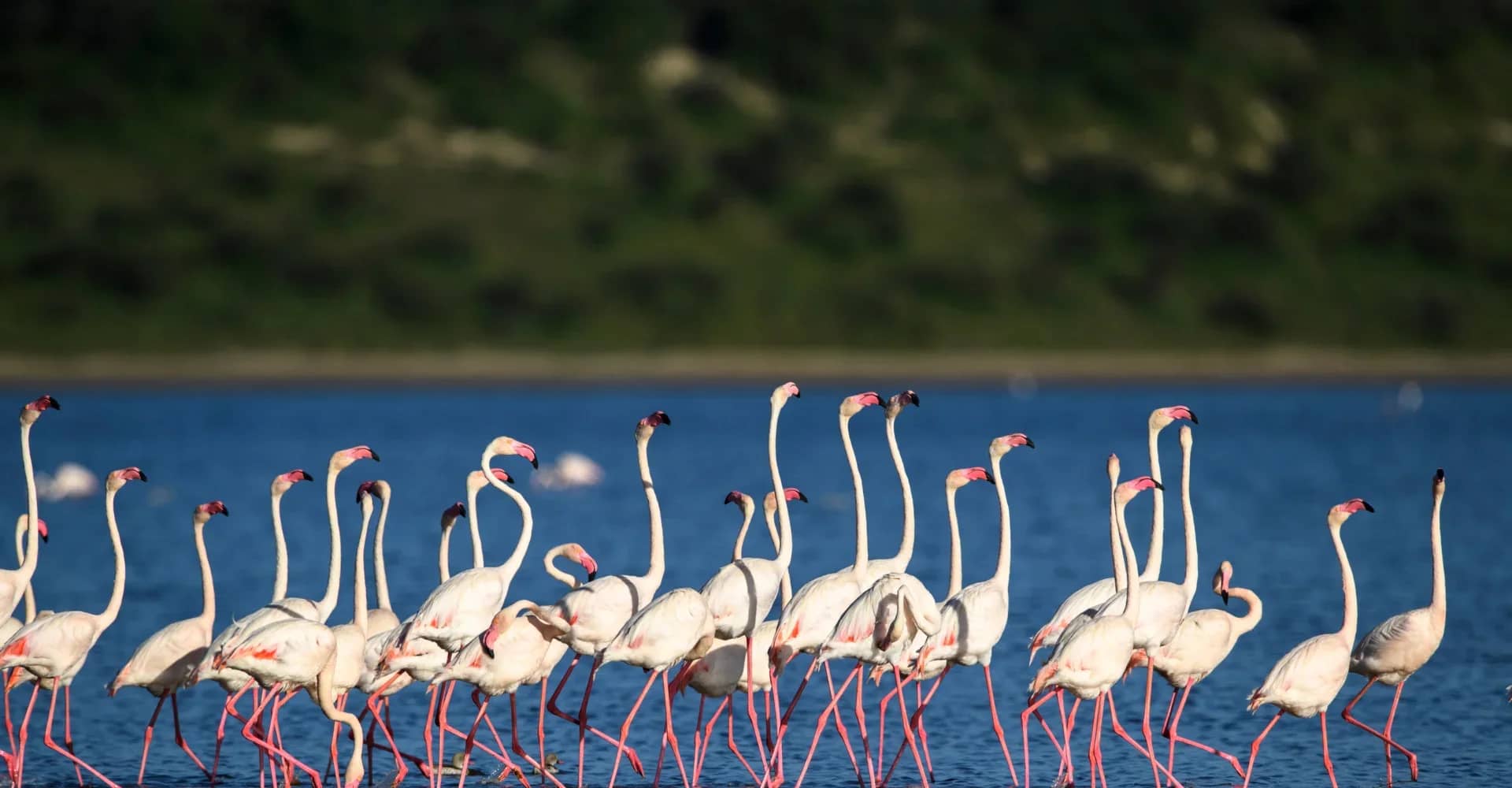 Flamingo lake seen during an East African safari