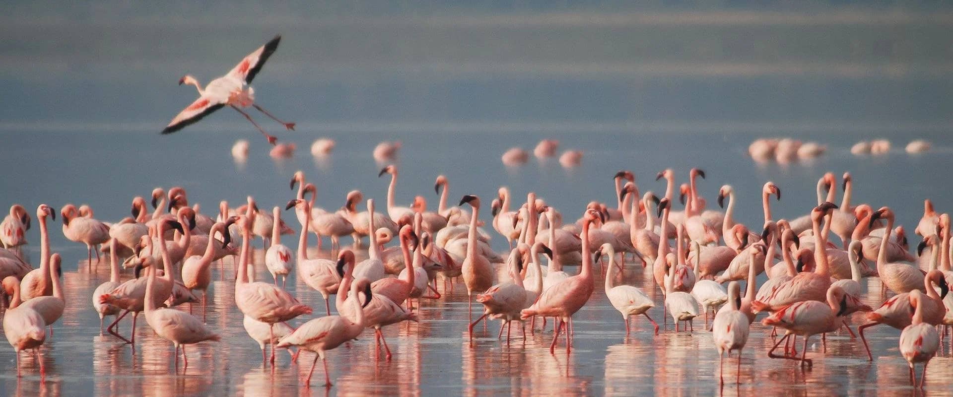 Flamingo lake seen during an East African safari