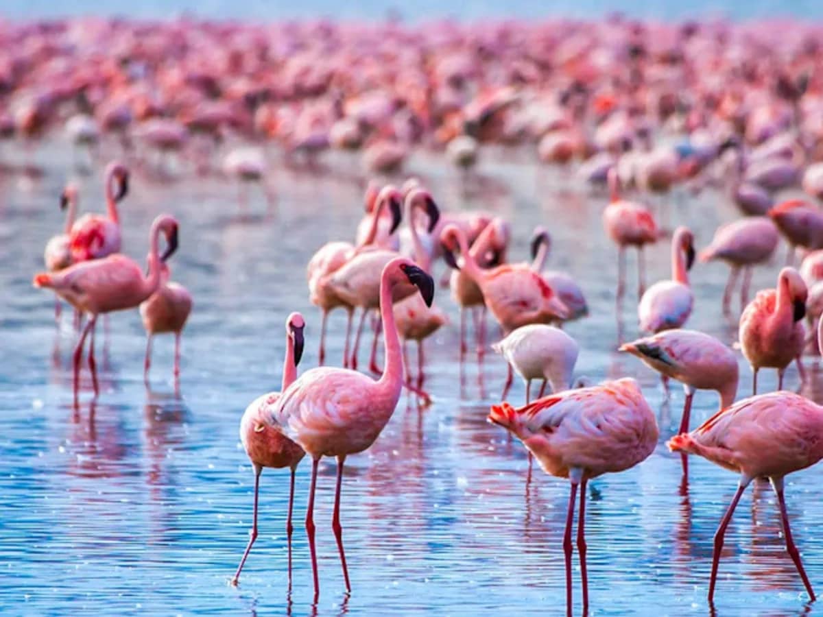 Flamingo lake seen during an East African safari