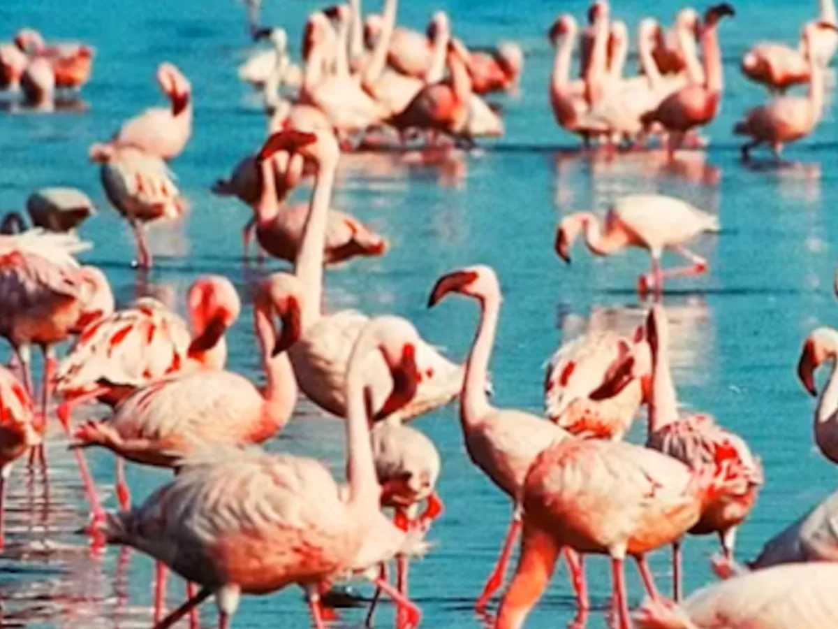 Flamingo lake seen during an East African safari