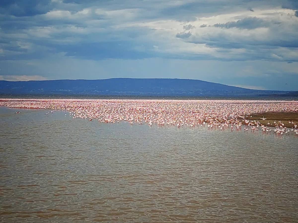 Flamingos along the shore of Lake Nakuru