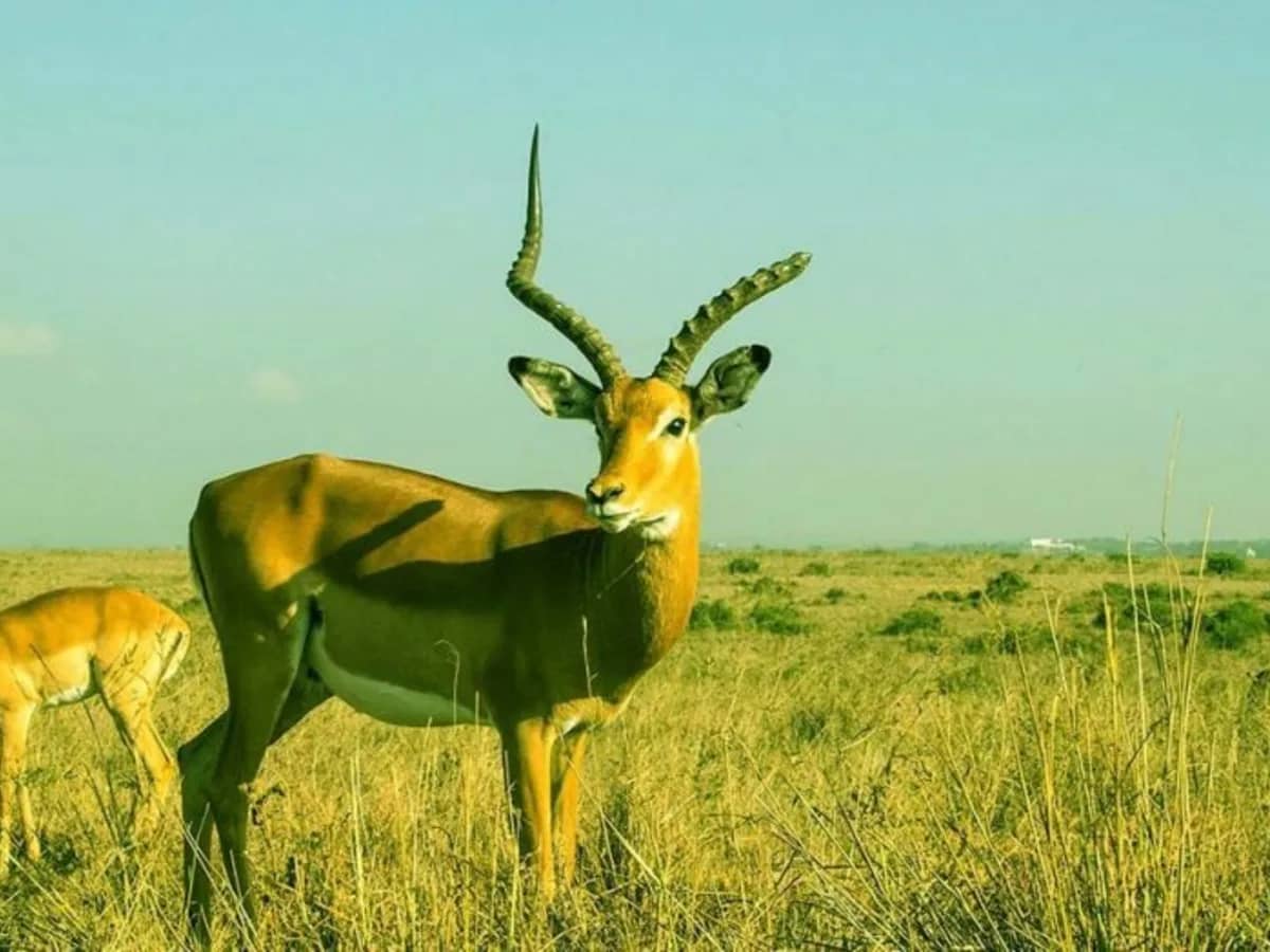Gazelle on green plains