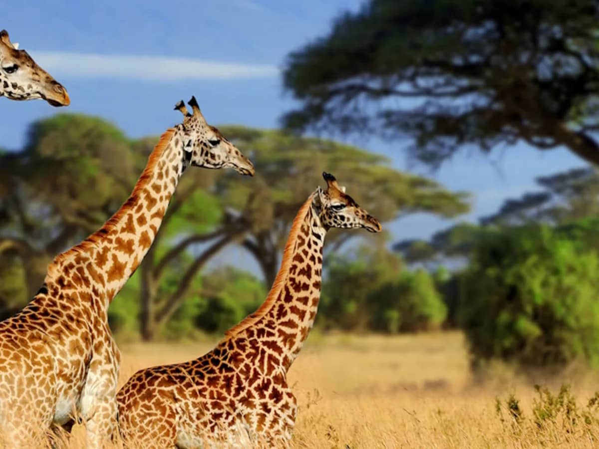Giraffe acacia seen during an East African safari