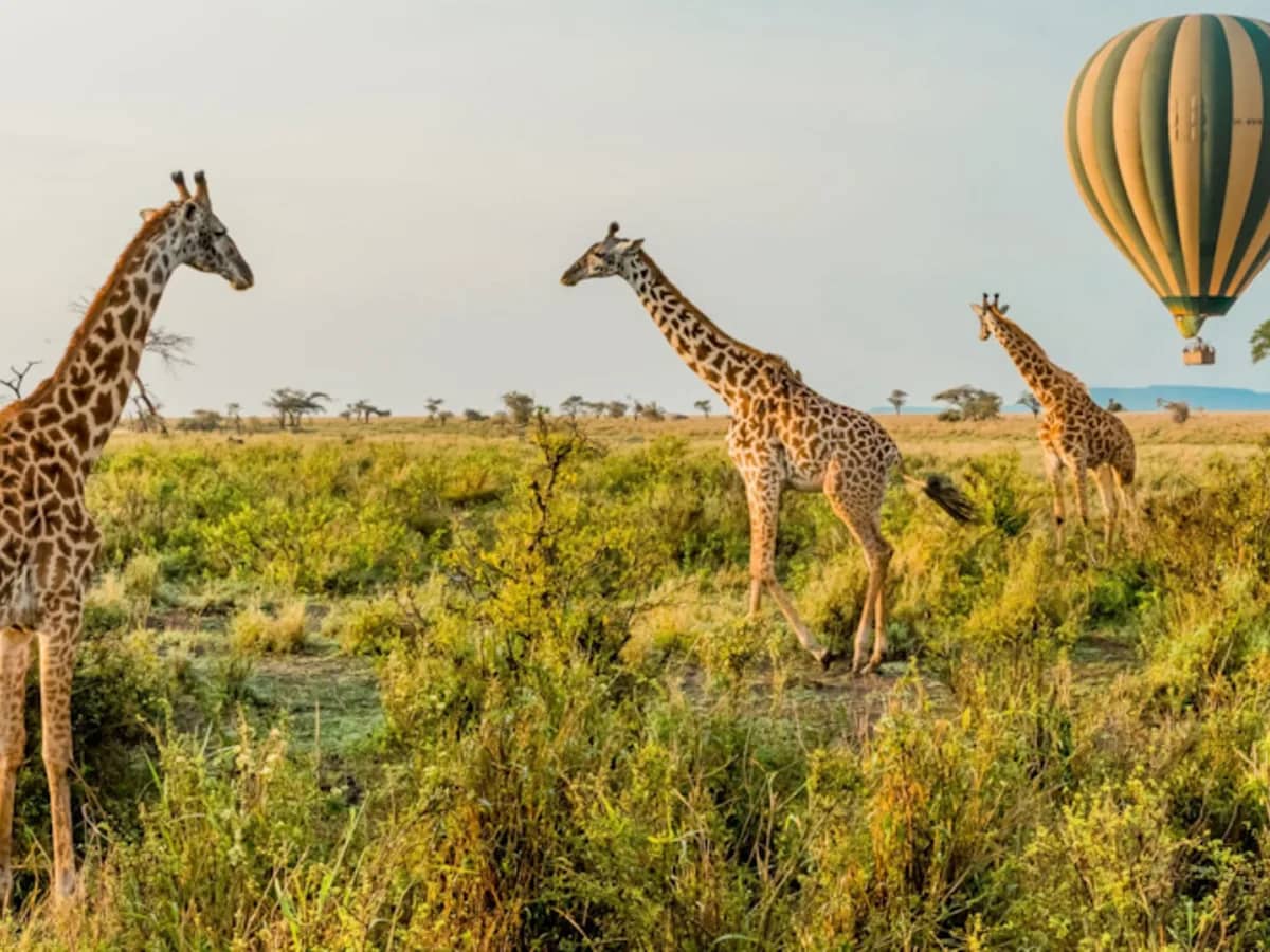 Giraffe balloon savannah
