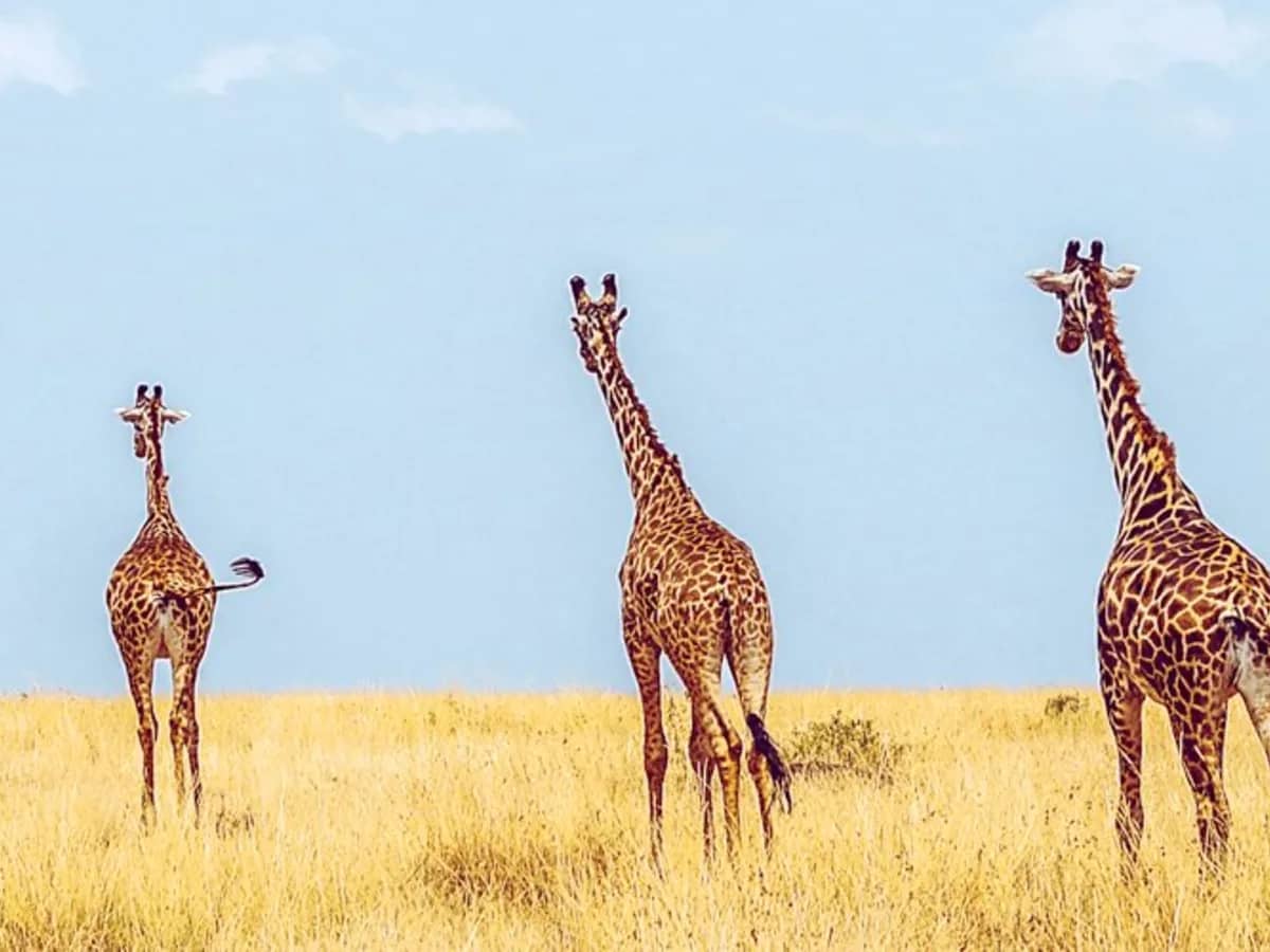 Giraffe herd seen during an East African safari