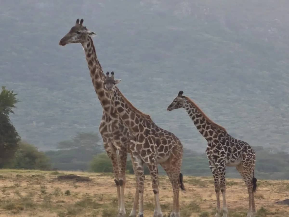 Giraffe mist seen during an East African safari
