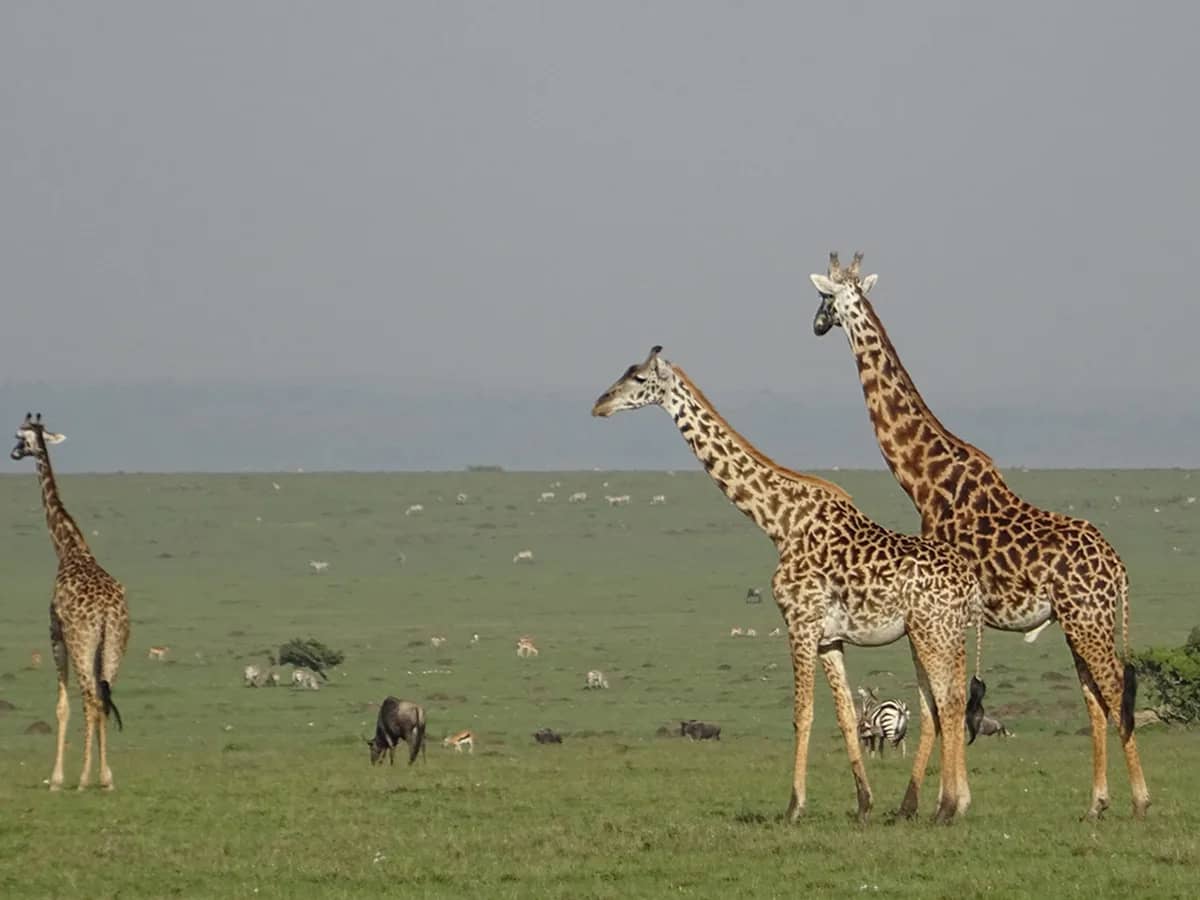 Giraffe plains seen during an East African safari