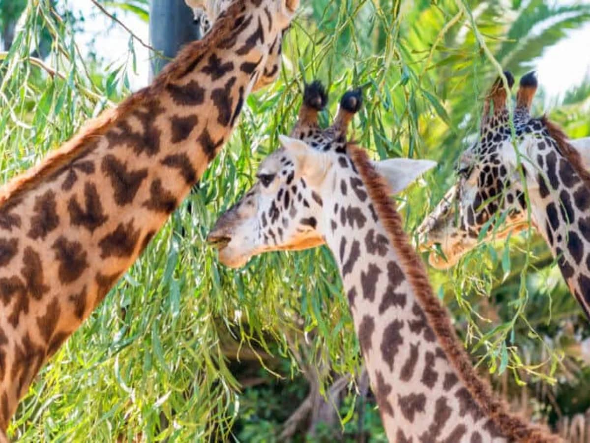 Giraffe portrait