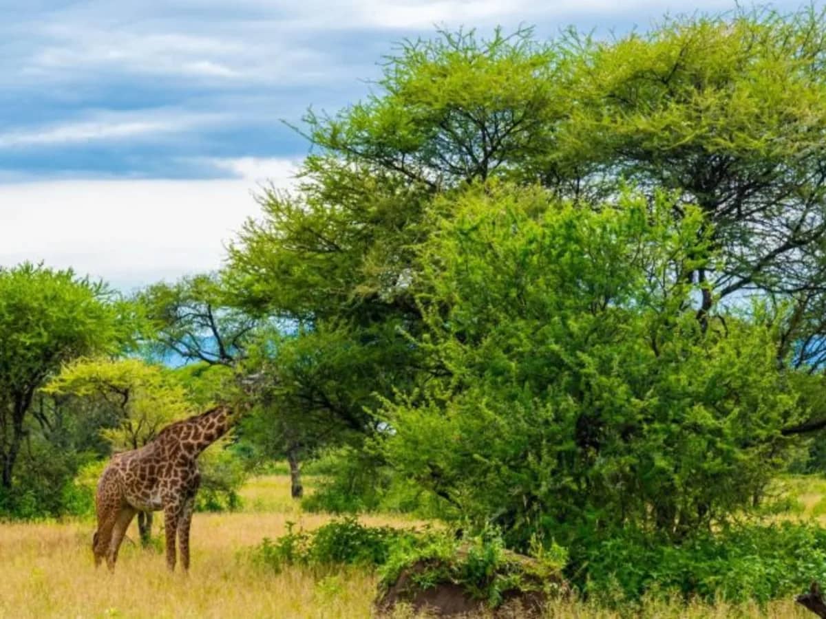 Giraffe woodland