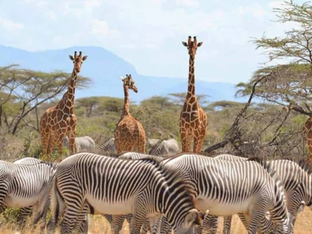 Giraffe zebra acacia