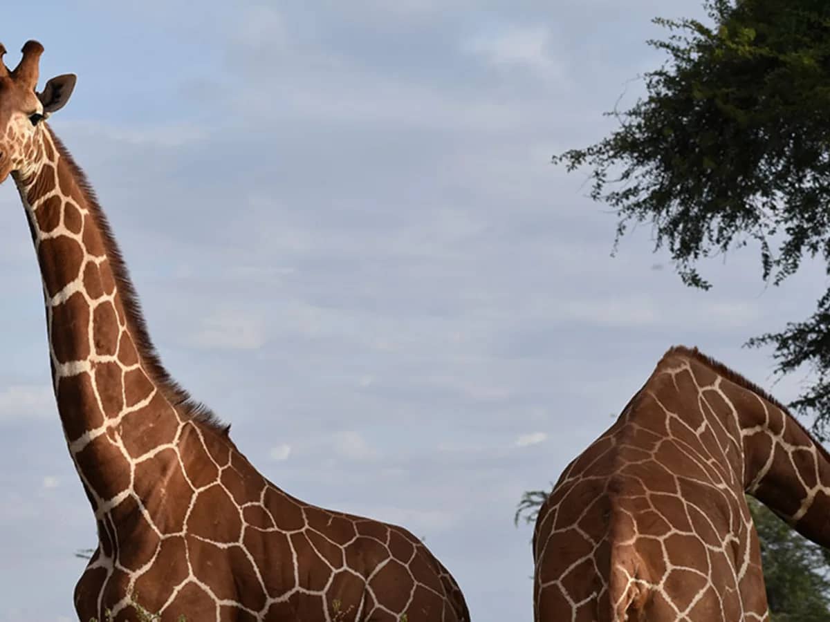 Giraffes seen during an East African safari