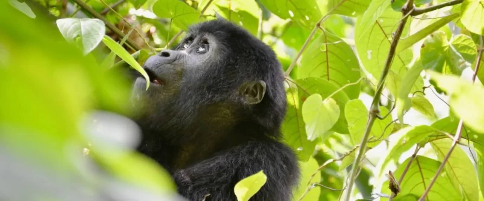 Gorilla primate forest