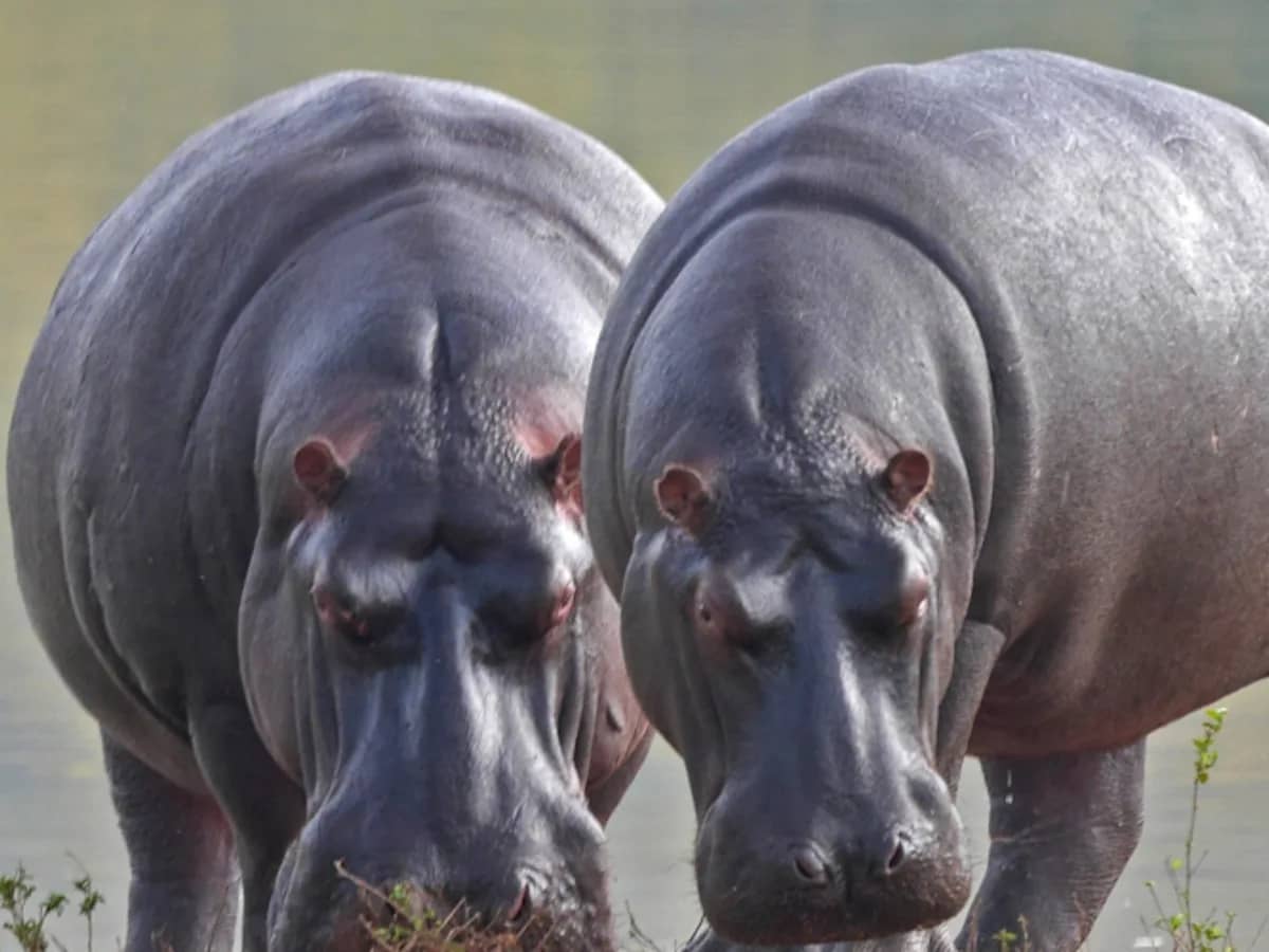Hippo seen during an East African safari
